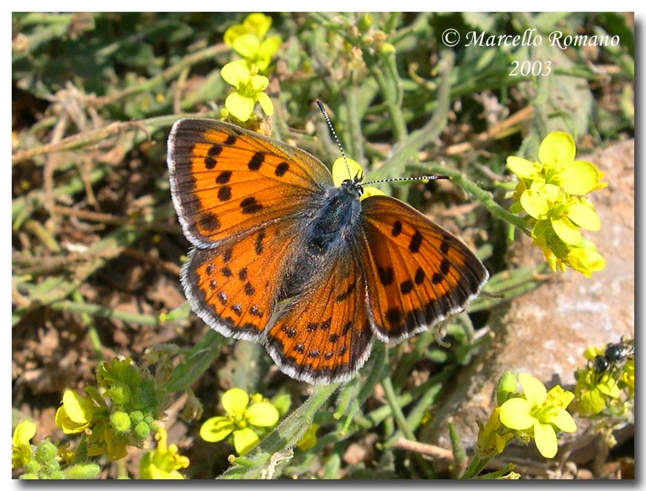 A spasso sulle Alpi Marittime: 21. Lycaena alciphron